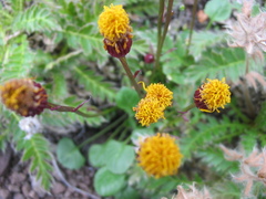 Packera heterophylla