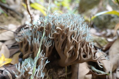 Phaeoclavulina cyanocephala