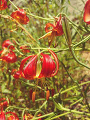 Lilium pardalinum vollmeri