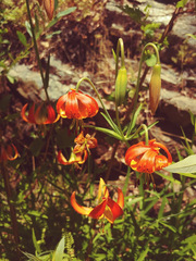 Lilium pardalinum vollmeri