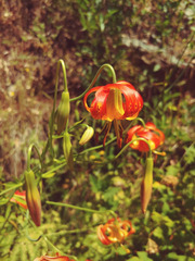 Lilium pardalinum vollmeri