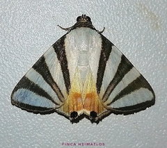 Eulepidotis preclara