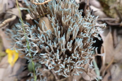 Phaeoclavulina cyanocephala