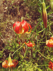 Lilium pardalinum vollmeri
