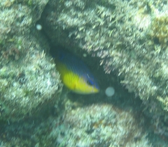 Stegastes flavilatus