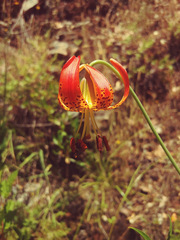 Lilium pardalinum vollmeri