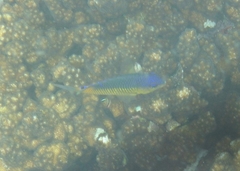 Stegastes flavilatus