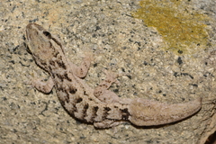 Hemidactylus brasilianus