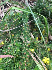Hibbertia prostrata