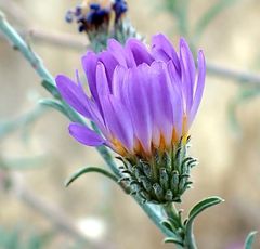 Dieteria asteroides asteroides