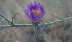 Dieteria asteroides asteroides