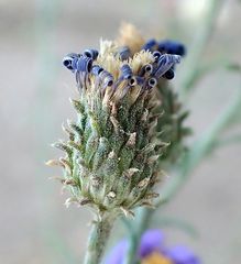 Dieteria asteroides asteroides