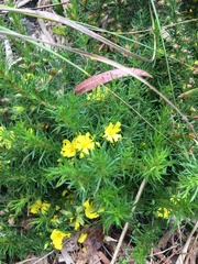 Hibbertia prostrata