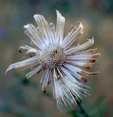 Dieteria asteroides asteroides