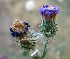 Dieteria asteroides asteroides