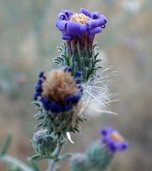 Dieteria asteroides asteroides