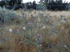 Dieteria asteroides asteroides