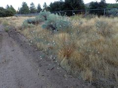 Dieteria asteroides asteroides