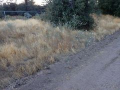 Dieteria asteroides asteroides