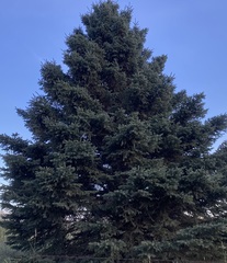 Pinaceae
