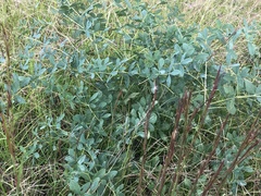 Baptisia alba macrophylla