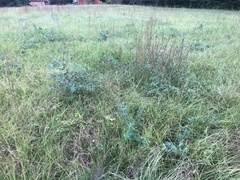 Baptisia alba macrophylla