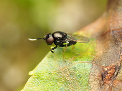 Athyroglossa glaphyropus