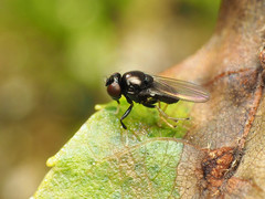 Athyroglossa glaphyropus