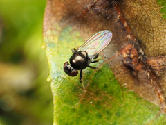 Athyroglossa glaphyropus