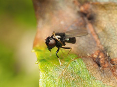 Athyroglossa glaphyropus