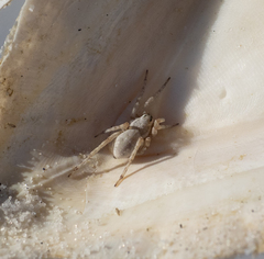 Tetralycosa