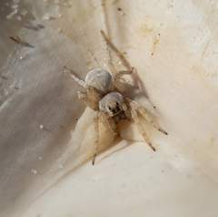 Tetralycosa