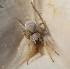 Tetralycosa
