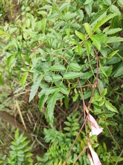 Incarvillea