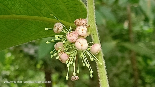 Glochidion superbum observed 2020-10-09