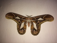 Rothschildia hopfferi