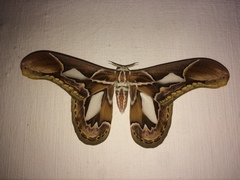 Rothschildia hopfferi