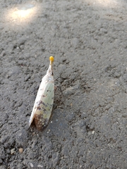 Pyrops watanabei