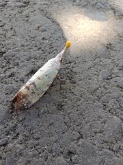 Pyrops watanabei