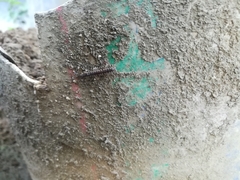 Chondromorpha xanthotricha