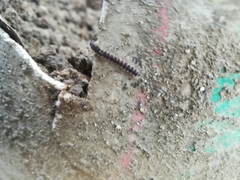 Chondromorpha xanthotricha