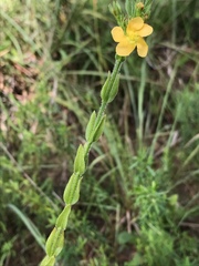 Hypericum setosum
