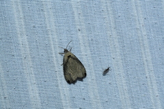 Olethreutes exoletum