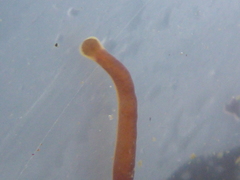 Tubulanus
