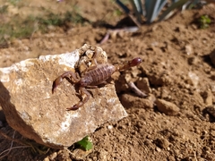 Mesomexovis oaxaca