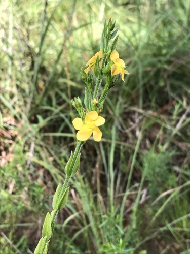 Hairy St. Johnswort (Hypericum setosum)