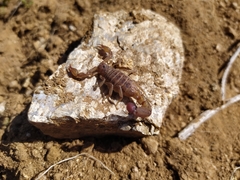Mesomexovis oaxaca