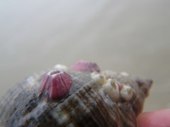 Megabalanus coccopoma