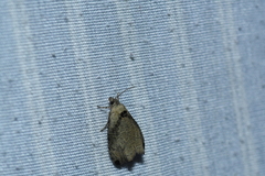 Olethreutes exoletum