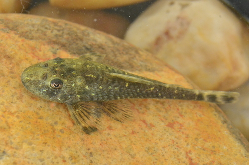Parotocinclus spilosoma